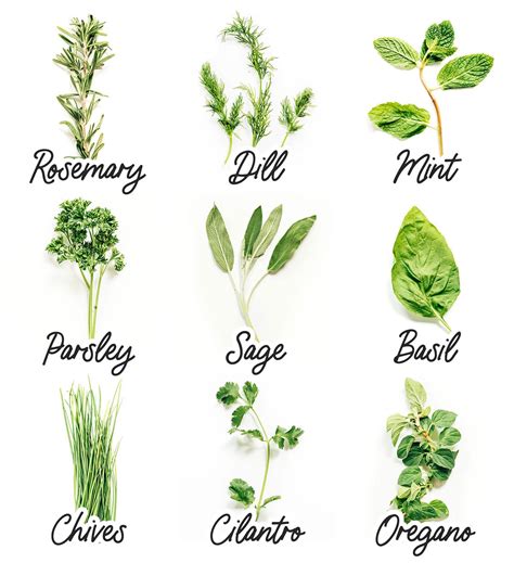 Most Popular Types Of Herbs And How To Use Them Live Eat Learn