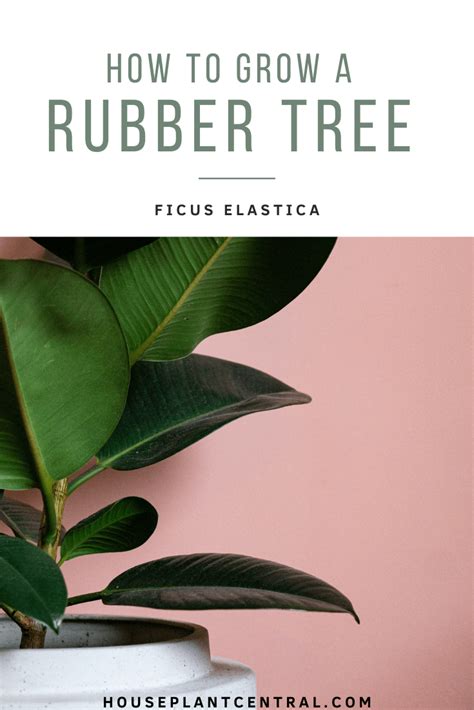 Growing Rubber Trees Indoors How To Care For Ficus Elastica