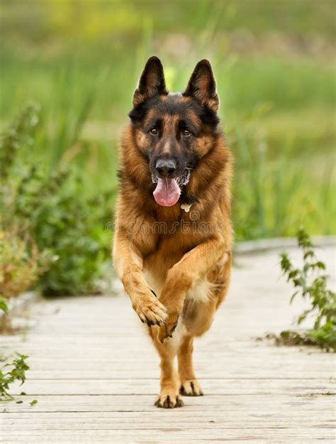 Adult German Shepherd Dog Stock Image Image Of Running 55989811