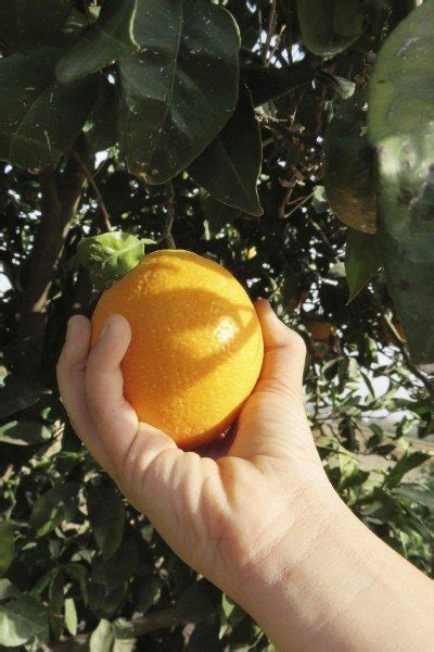 How To Harvest Oranges Tips For Picking Oranges In The Garden