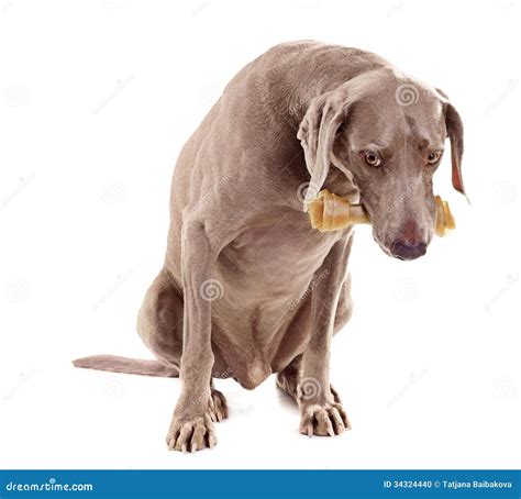 Dog With Bone Stock Photo Image Of Canine Breed Domestic 34324440