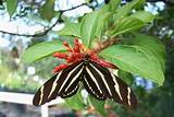 Pictures of Florida Butterfly Caterpillars And Their Host Plants