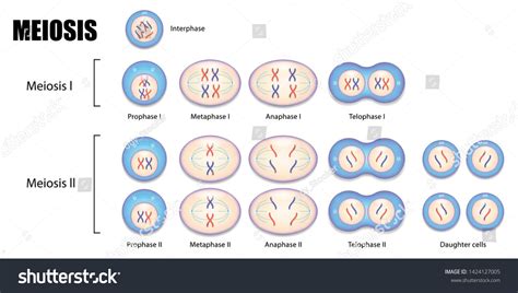 Identify The Stages Of Meiosis On The Diagram