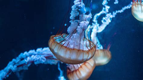 Download 2560x1440 Wallpaper Jellyfish Underwater