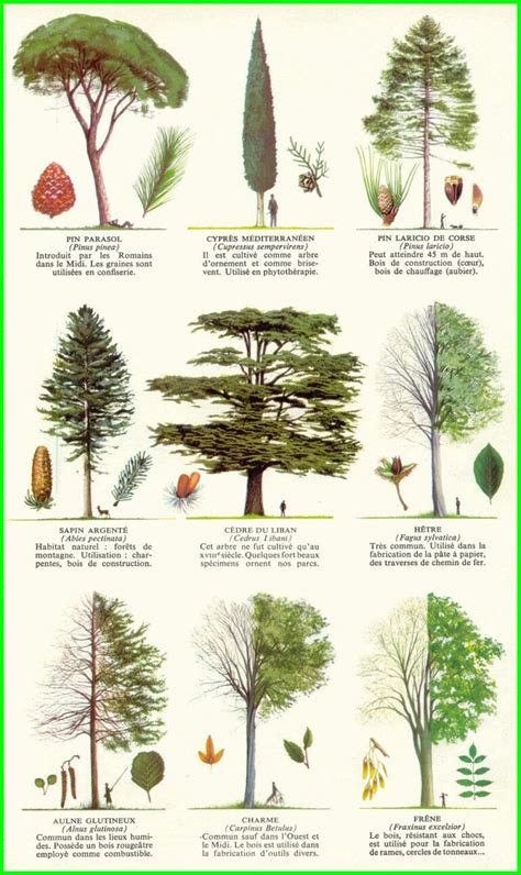 Дървета Varietes Darbre A Grand Developpement Arbre Illustration