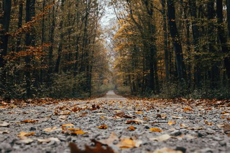 Gravel Road Through Autumn Forest With Yellow Leaves · Free Stock Photo