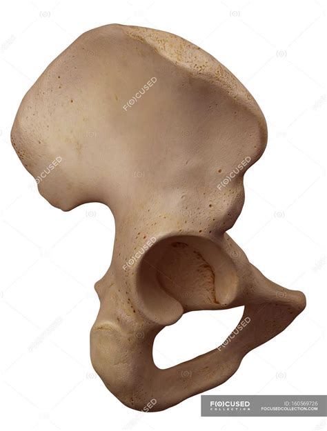 Human Hip Bone Structure — Osteology 3d Stock Photo 160569726