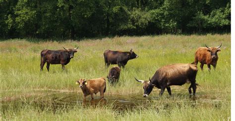 Rewilding Europe To Coordinate New Life Project On Grazing Management