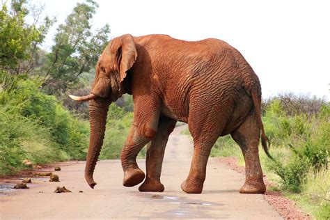 Elephant Huge One Of The Big Five Shoulder Height 350 Cm Mass