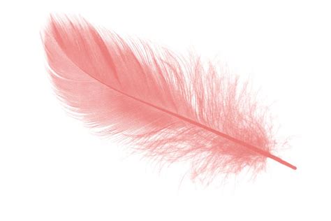 2700 Pink Feather Watercolor Stock Photos Pictures And Royalty Free