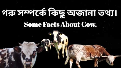 What Are 5 Interesting Facts About Cow Facts About Cow In English Youtube
