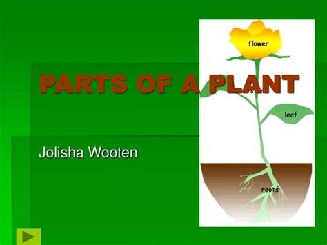 PPT PARTS OF A PLANT PowerPoint Presentation ID 4954572