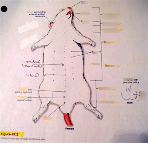 Rat Regions External Anatomy Diagram Quizlet