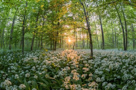 Flower Carpet In Spring Forest 5k Retina Ultra Hd Wallpaper