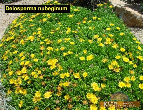 Delosperma Nubeginum Yellow Ice Plant