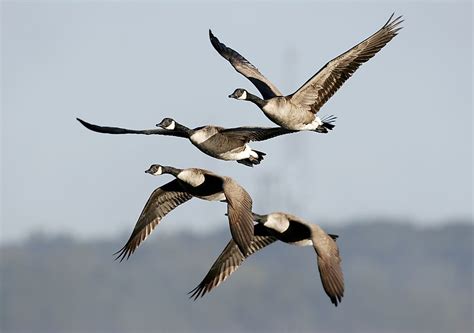 Top 124 Where Do Animals Migrate To
