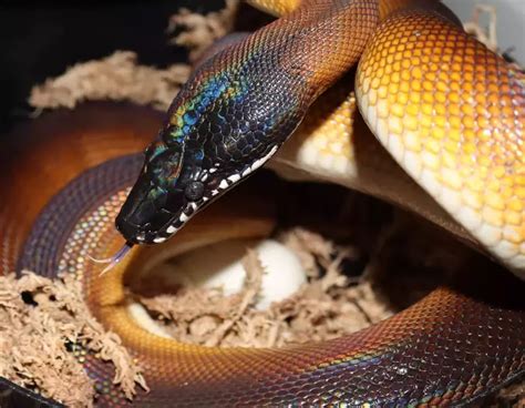 White Lipped Python Species Profile And Care Instructions