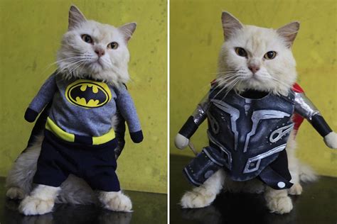 cats decked out in superhero costumes from batman to thor by indonesian designer