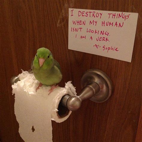 Hilarious Bird Shaming Photos And They Dont Look Sorry Animal