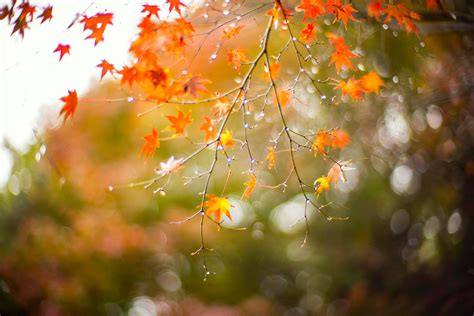 Autumn Dew Bing Backgrounds Background Images Wallpaper