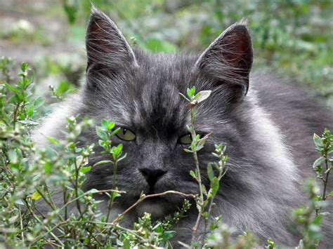 Fotos Gratis Césped Flor Linda Mascota Pelaje Retrato Gatito