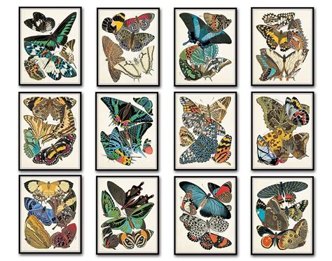 Art Nouveau Butterfly Print Set No1 Set Of 12 Giclee Seguy