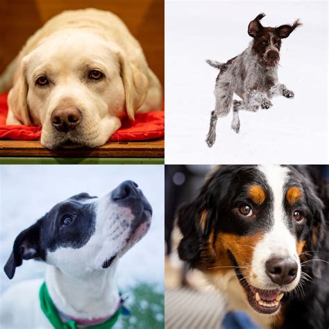 What Are The Most Popular Dog Names In America Survey Reveals Most