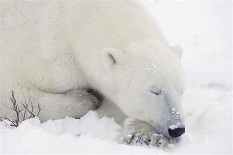 Sleeping Polar Bear Photograph By Richard Wear