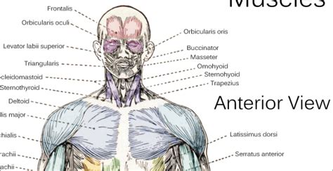 Muscle Anatomy Poster Anterior Posterior And Deep Layers