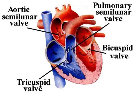 Difference Of Arteries And Veins And Structure Of Human Heart Sa And