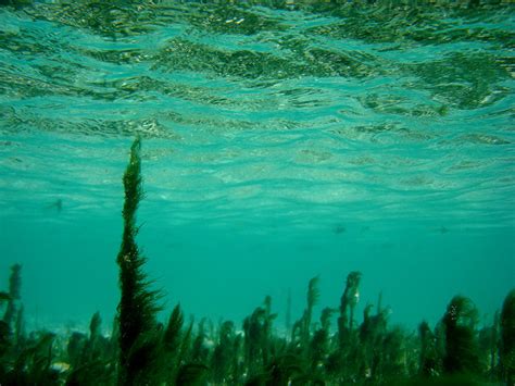 Ancient Underwater Forest Discovered In The Gulf Of Mexico