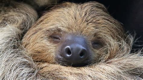 Meet The Worlds Oldest Sloth Mental Floss
