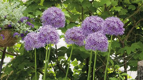 Click on the photo below to learn what plants will keep these critters out. 11 deer- and rabbit-resistant plants | Garden Gate Magazine