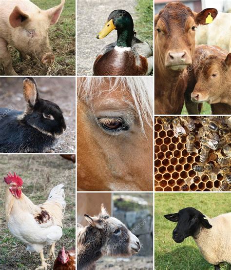 Collage Of Farm Animals — Stock Photo © Yulan 12274984