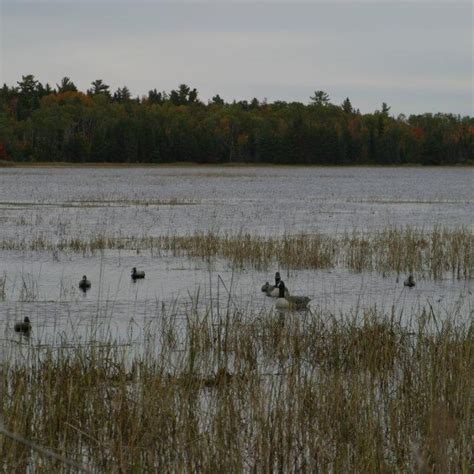 Duck Hunts With Goose Hunting Waterfowl And Grouse Hunting Ontario Ca