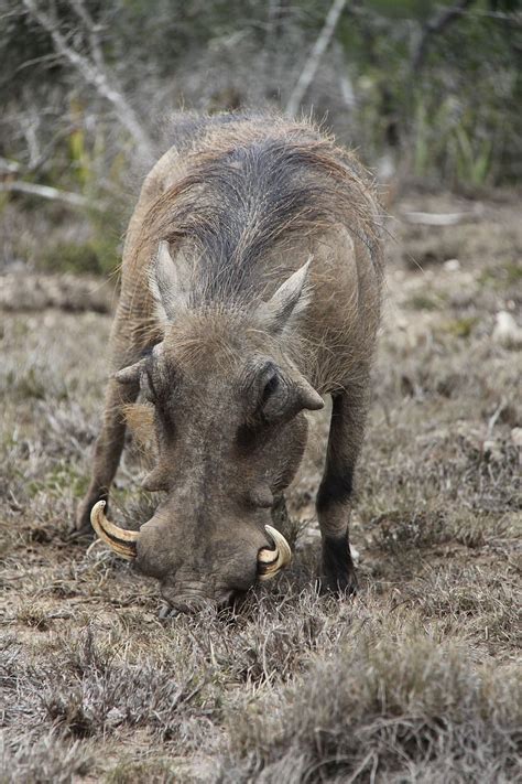 Warthog Tusks South Africa National Park Boar Ugly Habitat Wild
