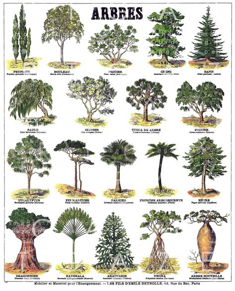 Types Of Palm Trees Chart This Important Log Book Photo Galery