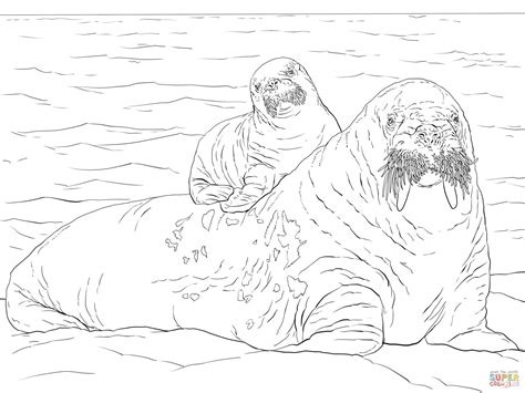 Walrus Coloring Pages Simple Walrus Coloring Page Animals Town