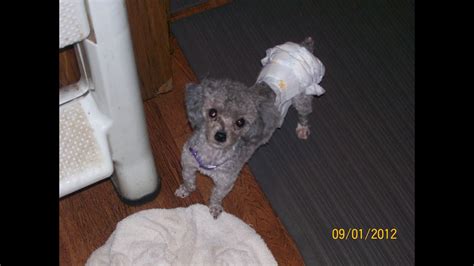 How many cloth diapers do i need? How to Diaper Your Dog or Puppy & Save Money, Time, and ...