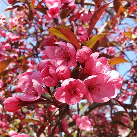 Show Time Crabapple Trees For Sale