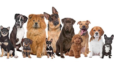 10 Best Dog Breeds For First Time Owners Top Dog Tips