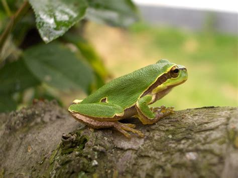 European Tree Frog Travel Guide For Island Crete Greece