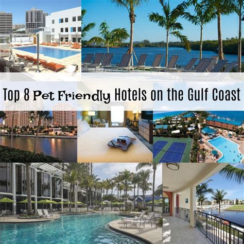 Best pet friendly hotels in katherine on tripadvisor: Top 8 Pet Friendly Hotels on the Gulf Coast - | Pet ...