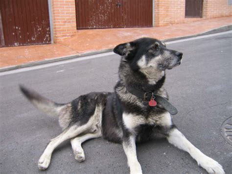 Deutsches schäferhund husky mix facts sheet husky deutscher schäferhund mix temperament white german shepherd husky mix pflegetipps & tricks Chantre, Schäferhund-Husky Mix