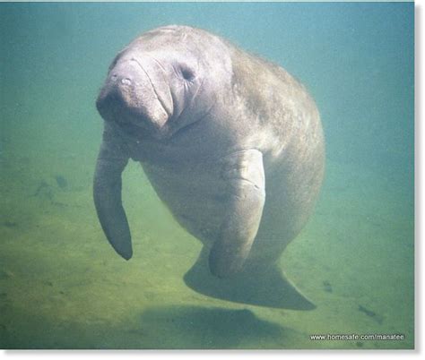 There are no manatees in armenia. Manatee from Florida makes rare visit to Texas waters ...