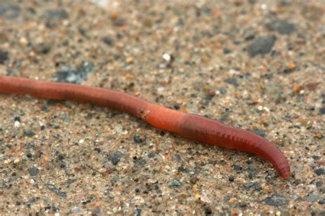 What Kind Of Animal Is An Earthworm Naturally North Idaho