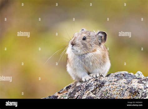 A Collared Pika Ochotona Collaris Sits On A Lichen Covered Rock On A
