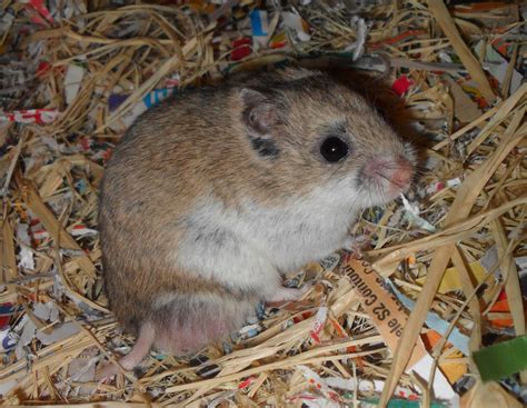 Hamster Free Stock Photo - Public Domain Pictures