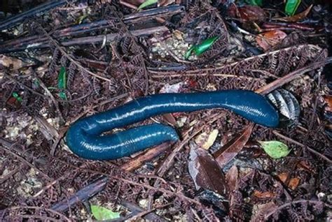 6 Really Weird Worms Earthworms Weird Animals Australian Native Animals