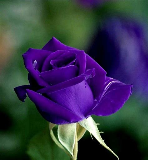 Purple Flowers Purple Color Beautiful Images Most Beautiful Modern